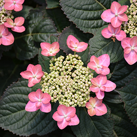 Plant Photo 3