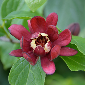 Plant Photo 5