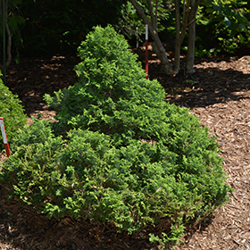 Plant Photo 9