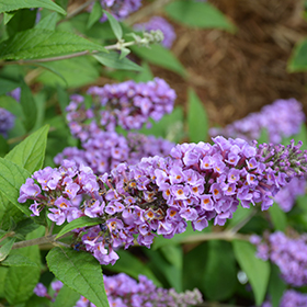Plant Photo 8