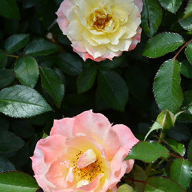 Plant Photo 10
