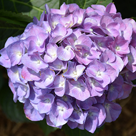Plant Photo 6