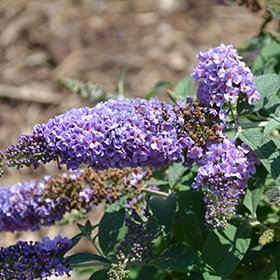 Plant Photo 2
