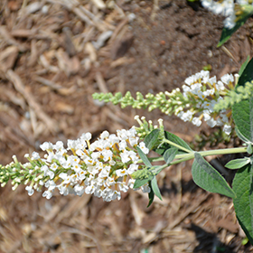 Plant Photo 1