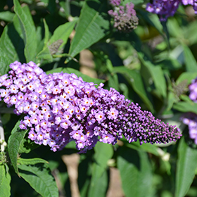 Plant Photo 4