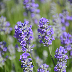 Plant Photo 9