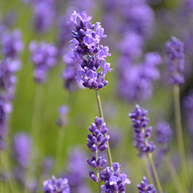 Plant Photo 8
