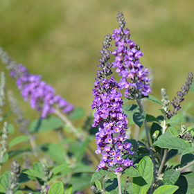 Plant Photo 10