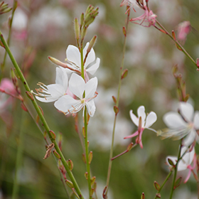 Plant Photo 10