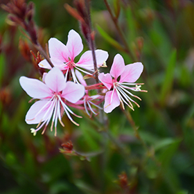 Plant Photo 9