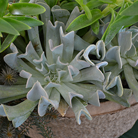 Plant Photo 2