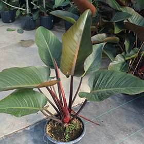 Plant Photo 9