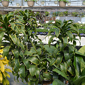 Plant Photo 10