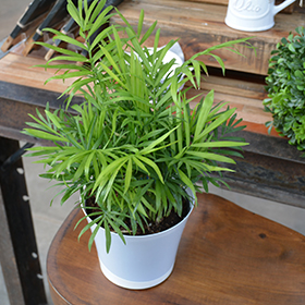 Plant Photo 8