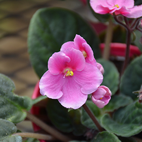 Plant Photo 3