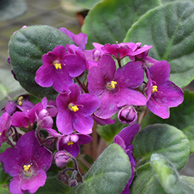 Plant Photo 4