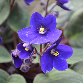 Plant Photo 2