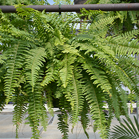 Plant Photo 9