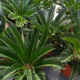 Plant Photo 2