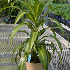 Plant Photo 1