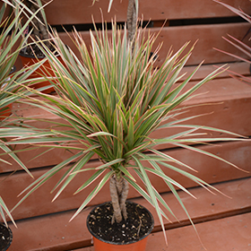 Plant Photo 6