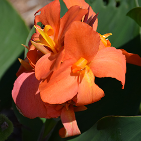 Plant Photo 10