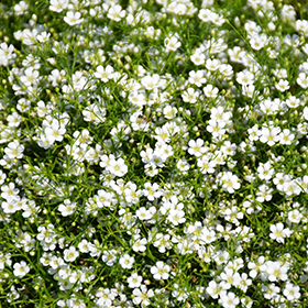 Plant Photo 5