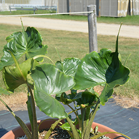 Plant Photo 7