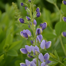 Plant Photo 3