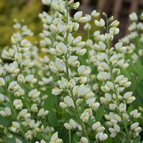 Plant Photo 10