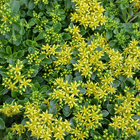 Plant Photo 7