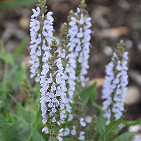 Plant Photo 1