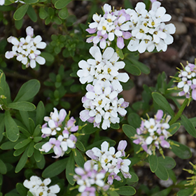 Plant Photo 8