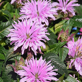 Plant Photo 8