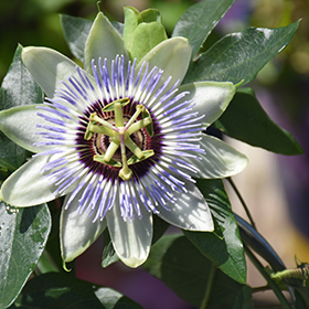 Plant Photo 3