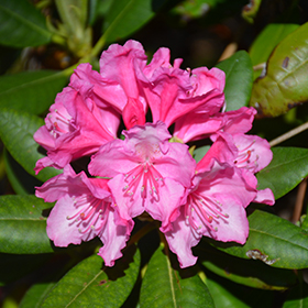 Plant Photo 10