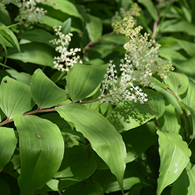 Plant Photo 4