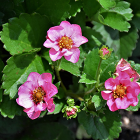 Plant Photo 4