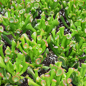 Plant Photo 1
