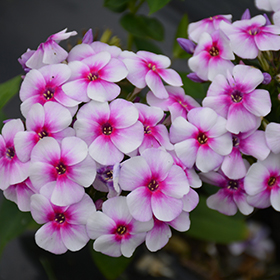 Plant Photo 1