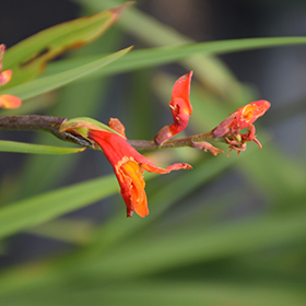 Plant Photo 4