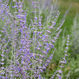 Plant Photo 8