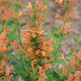 Plant Photo 7