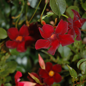 Plant Photo 3