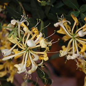 Plant Photo 8