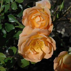 Plant Photo 4