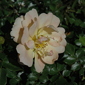 Plant Photo 5