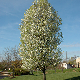 Flowering Tree Photo