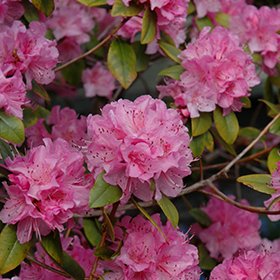 Plant Photo 4