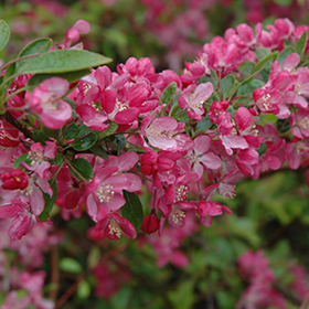 Plant Photo 4